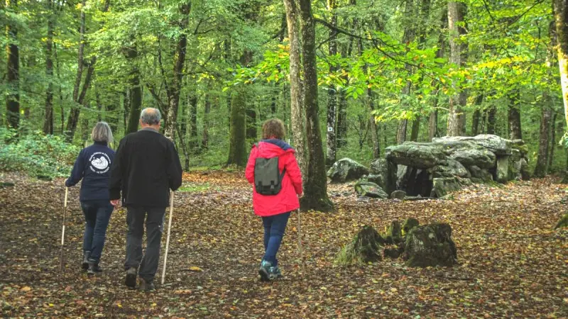 Forêt du Mesnil