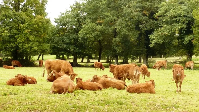 ©SMBMSM - vaches