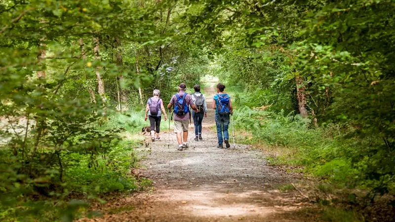 Forêt du Mesnil