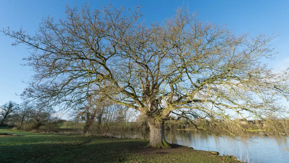 Etang de Marcillé-Robert