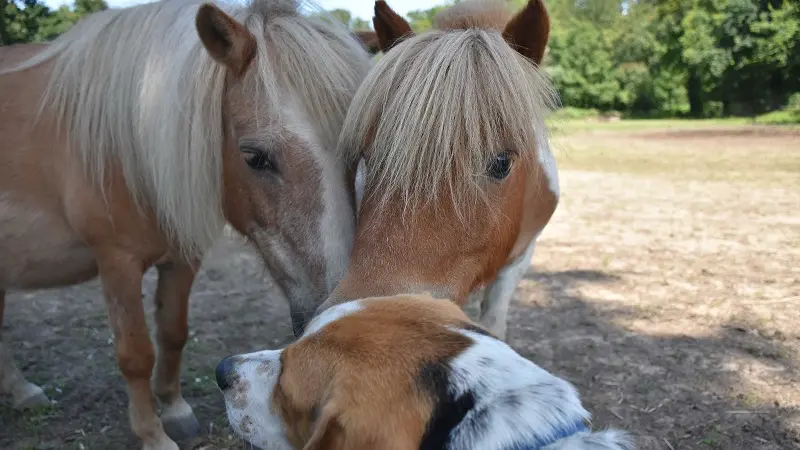 Poney Club - Aelis Poney Club - Saint-Malo