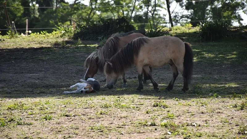 Poney Club - Aelis Poney Club - Saint-Malo