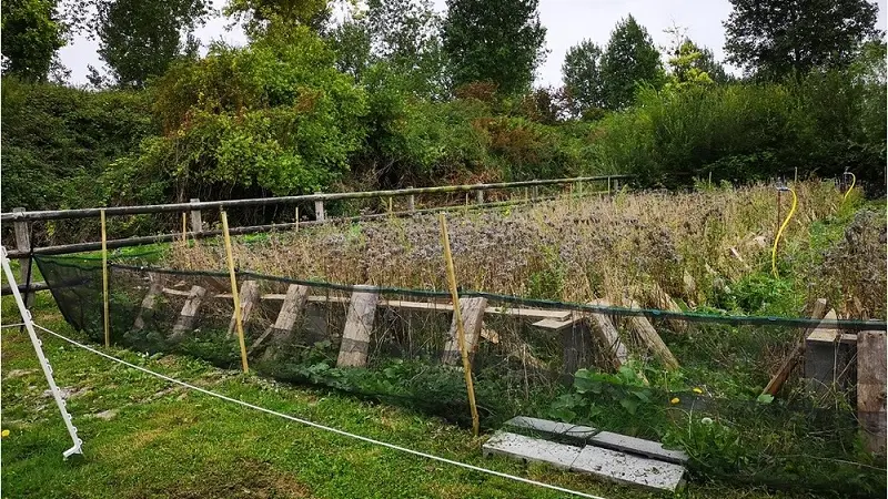 Conserverie - Les Escargots de la Baie - Saint-Broladre