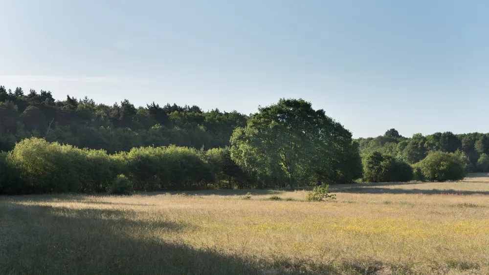 Bois de Rumignon