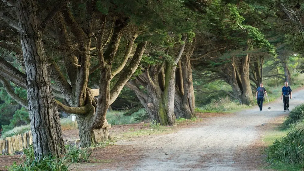 Dunes des chevrets