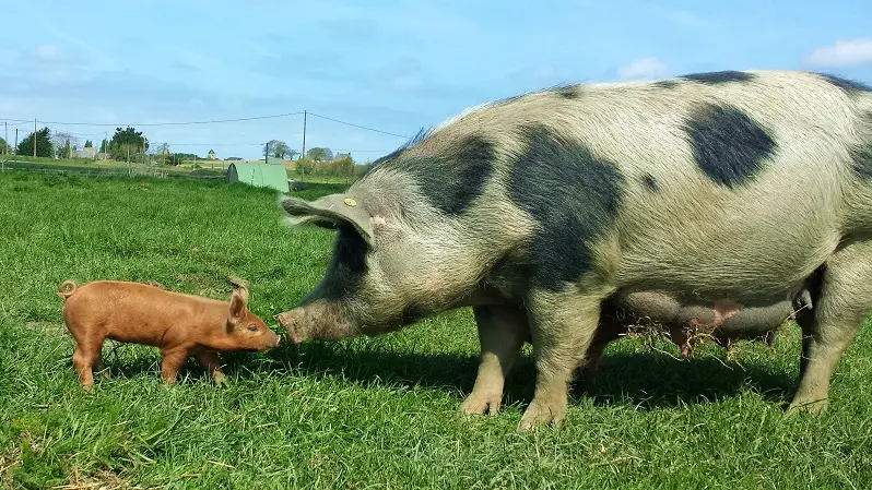 La Ferme du Pré Bois - Chacuterie - Saint-Malo