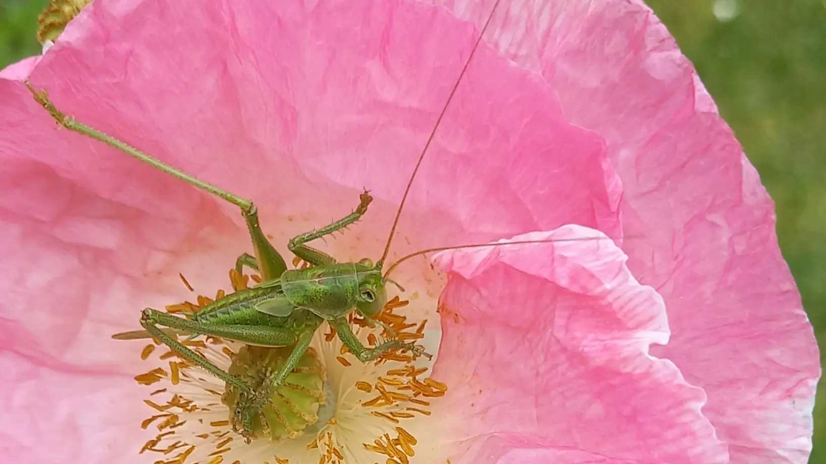 Chambres d'hôtes - Giverny Cottage - St Coulomb