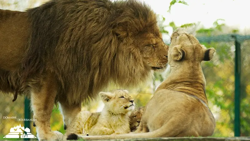 Zoo - Domaine de la Bourbansais - Pleugueneuc