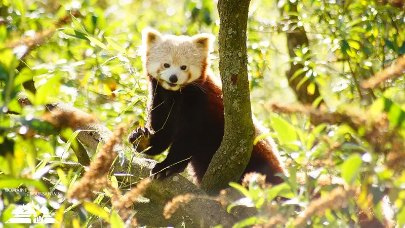 Zoo - Domaine de la Bourbansais - Pleugueneuc