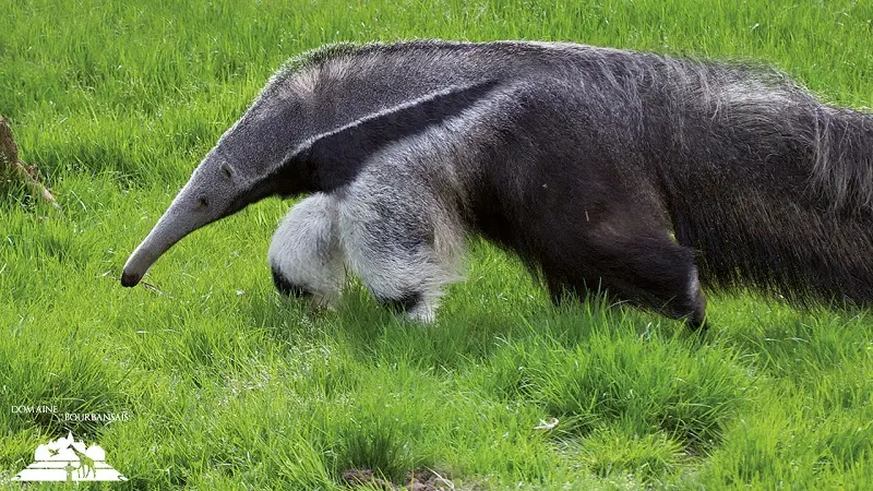 Zoo - Domaine de la Bourbansais - Pleugueneuc