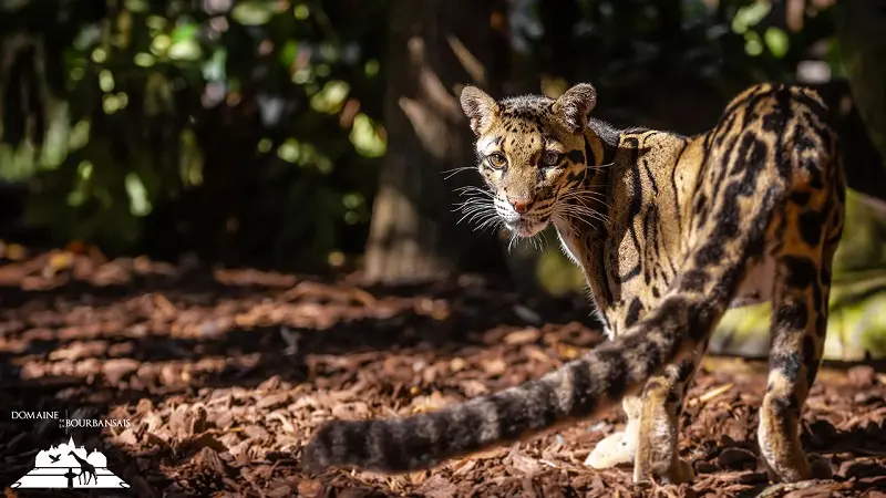 Zoo - Domaine de la Bourbansais - Pleugueneuc