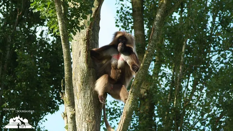 Zoo - Domaine de la Bourbansais - Pleugueneuc