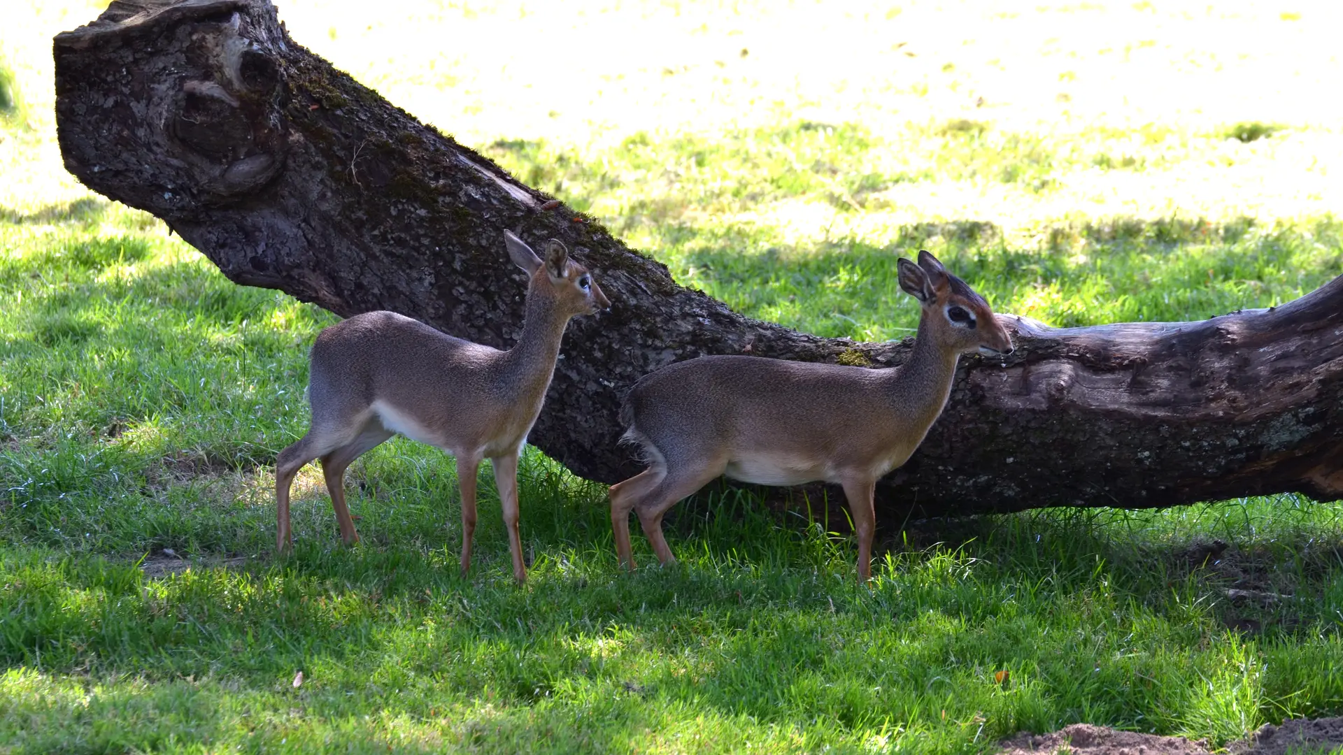 Château et Parc zoologique de la Bourbansais - Pleugueneuc
