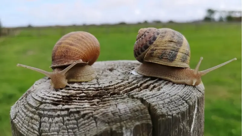 Conserverie - Les Escargots de la Baie - Saint-Broladre