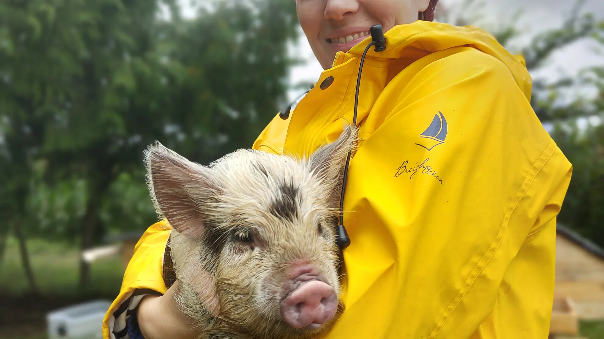 Le cochon