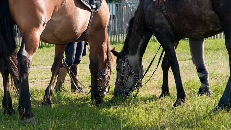 Centre équestre et poney club de Hac à Saint-Gondran