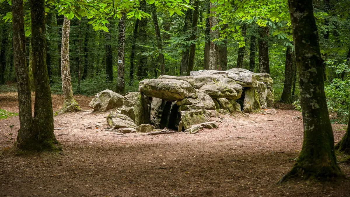 ©Rodolphe Marics - Forêt du Mesnil - Tressé