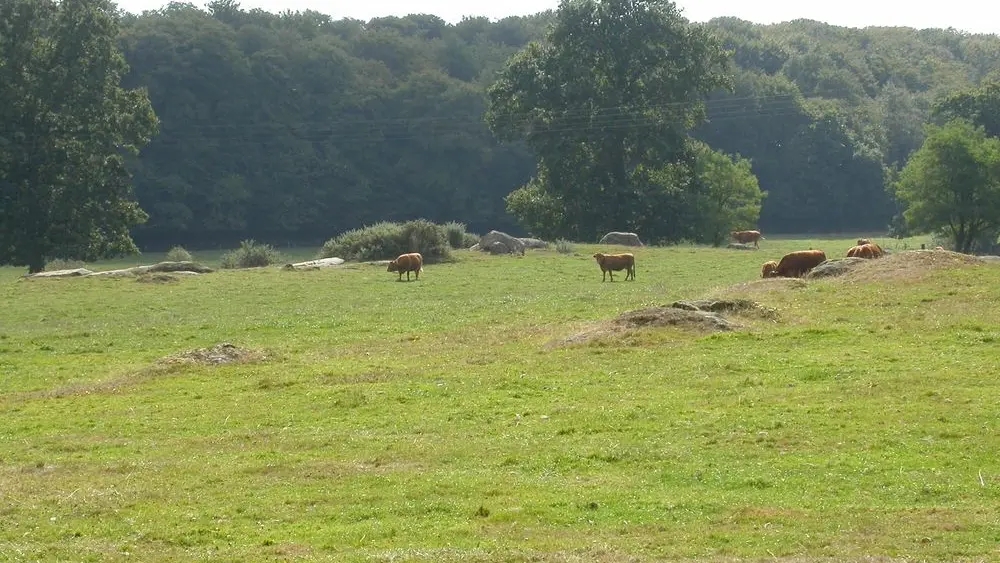 BoisDeLaMotte-MaenRoch