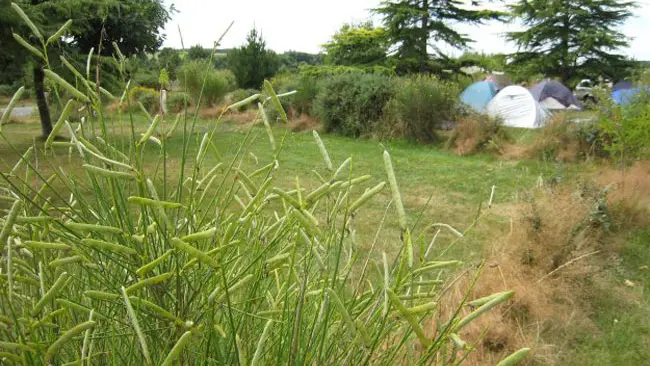 Camping municipal des Landes de Cojoux