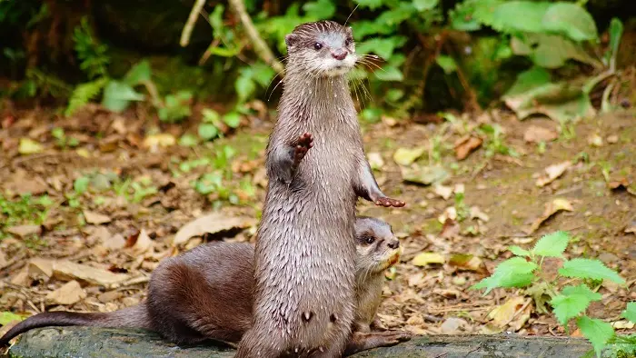 Carte Postale Loutre