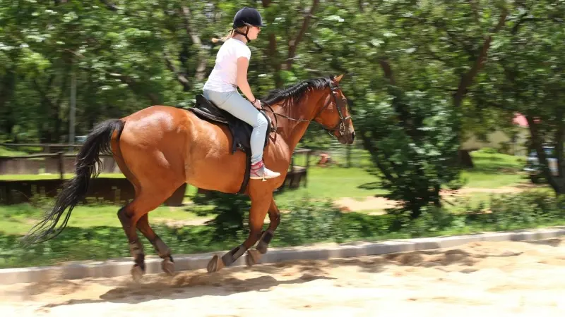 Centre equestre