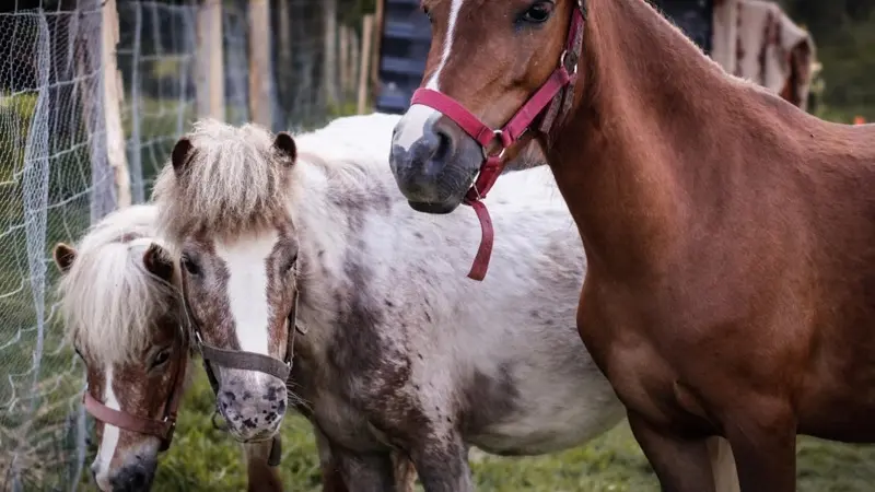 Chevaux et poney