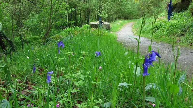 Chemin dans le Jardin de l'eau