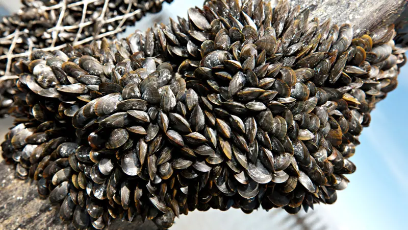 AOP Moules de bouchot de la Baie du Mont-Saint-Michel