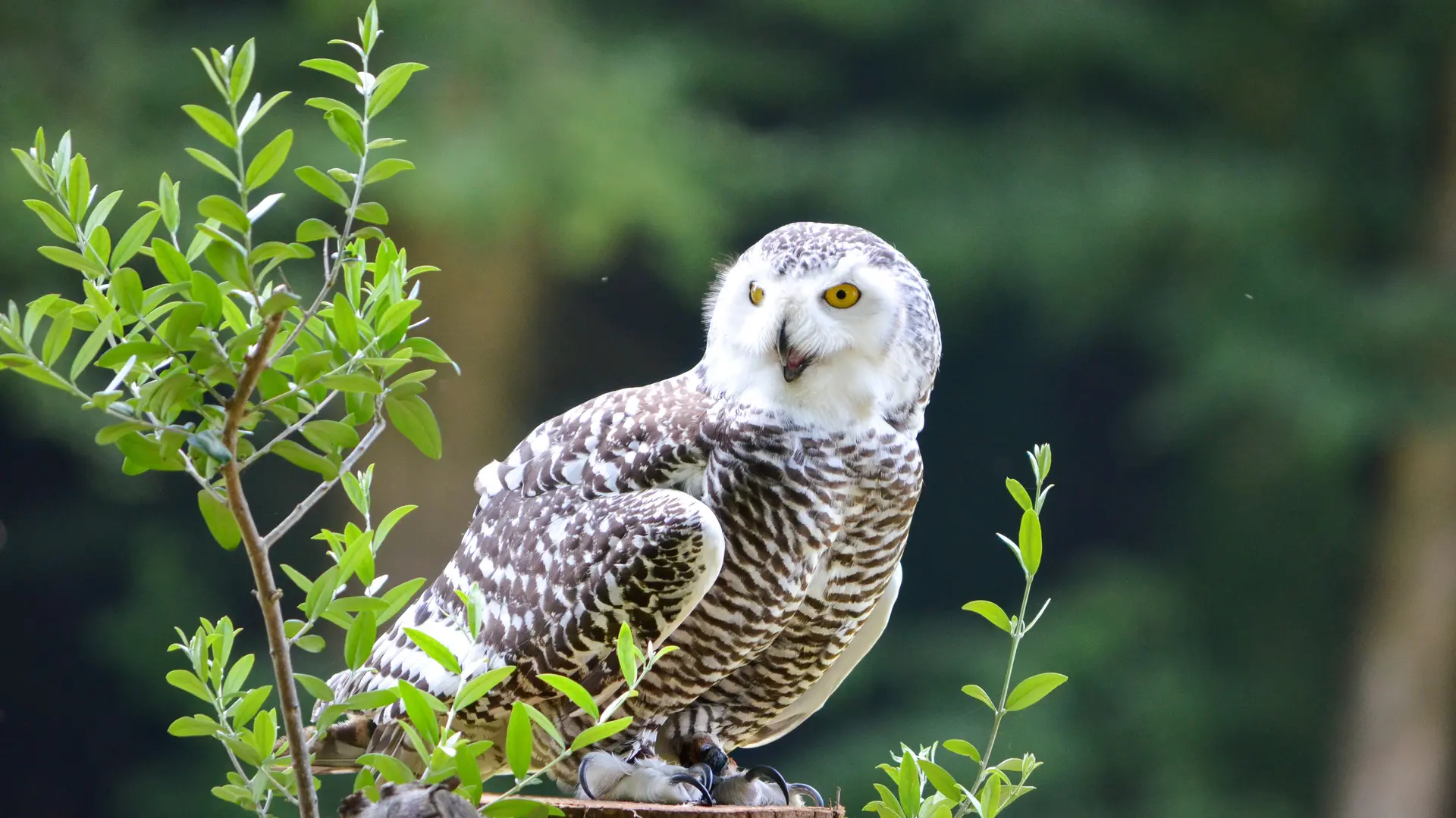 Château et Parc zoologique de la Bourbansais - Pleugueneuc