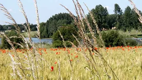 Etang de Marcillé-Robert