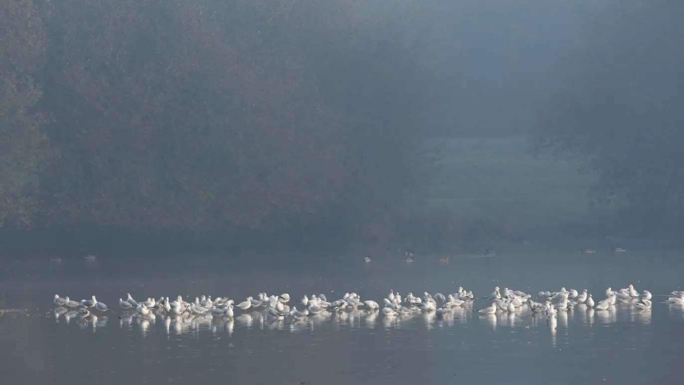 Etang de Blavon Bédée ©office de tourisme Lac de Trémelin (2)