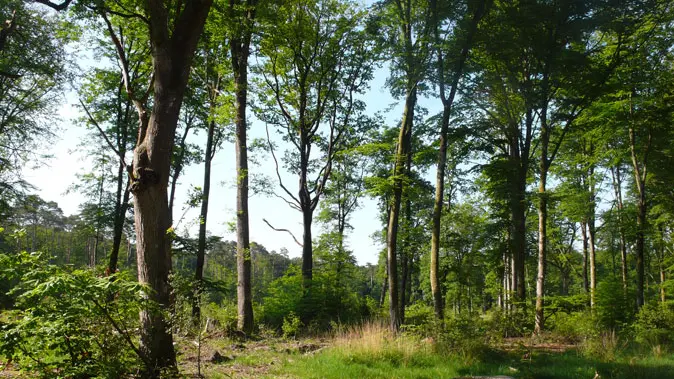 Forêt Domaniale de Rennes