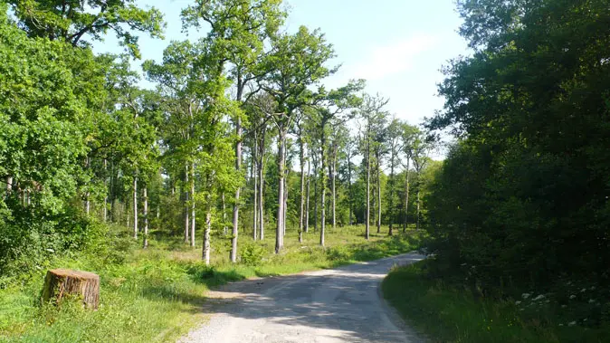 Forêt Domaniale de Rennes