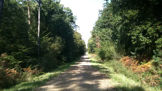 Forêt Domaniale de Rennes