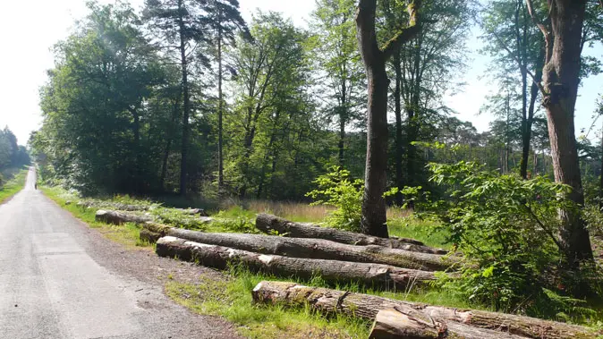 Forêt Domaniale de Rennes