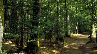 Forêt Domaniale du Mesnil