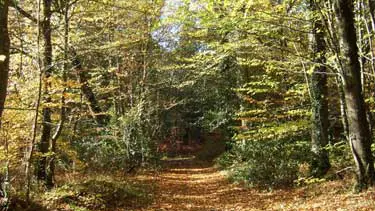 Forêt Domaniale du Mesnil