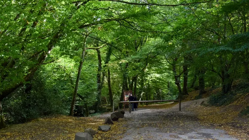 Forêt de Brocéliande_Paimpont