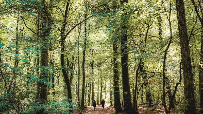 Forêt du Mesnil