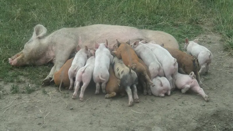 La Ferme du Pré Bois - Chacuterie - Saint-Malo