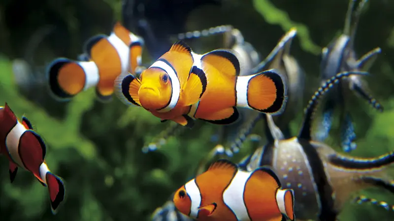 Grand Aquarium de Saint-Malo