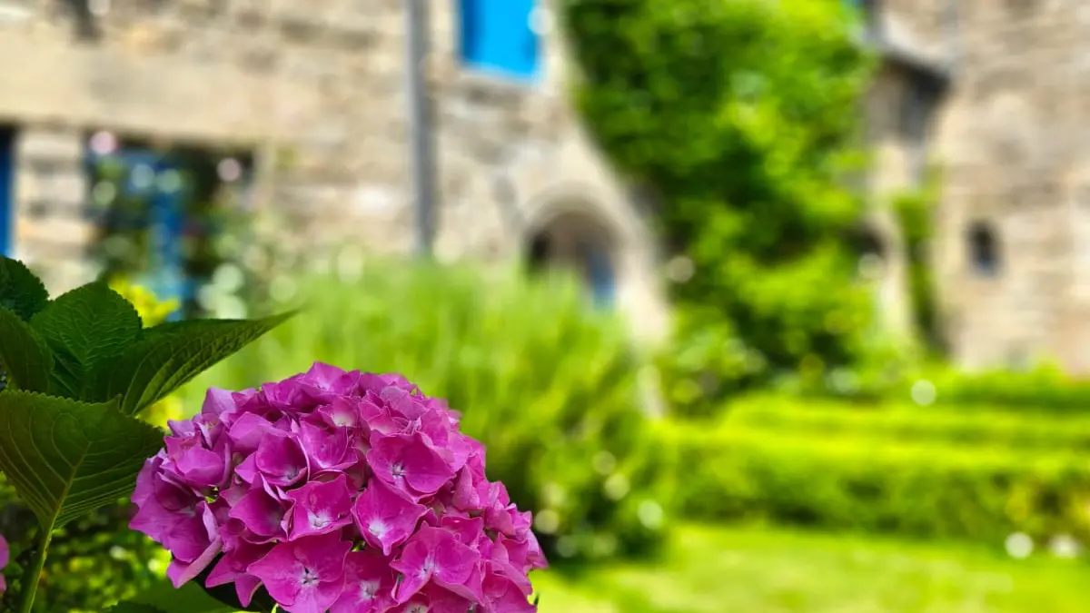 Hôtel Le Manoir des Douets Fleuris - Hortensia