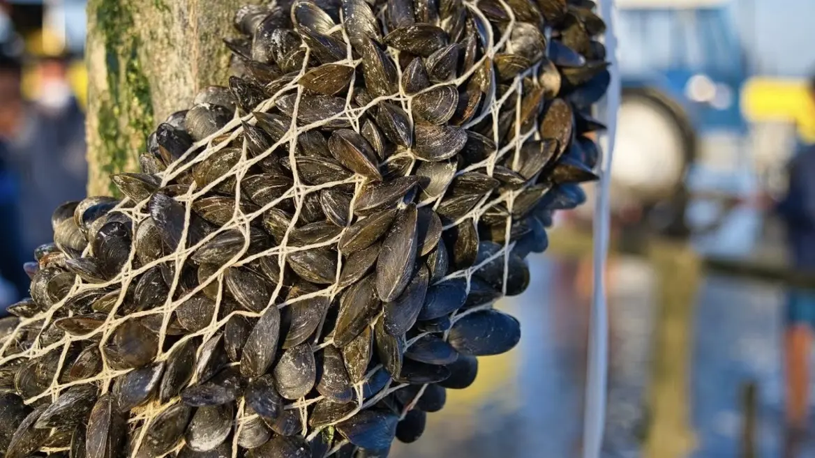 Mytiliculture baie du mont St Michel