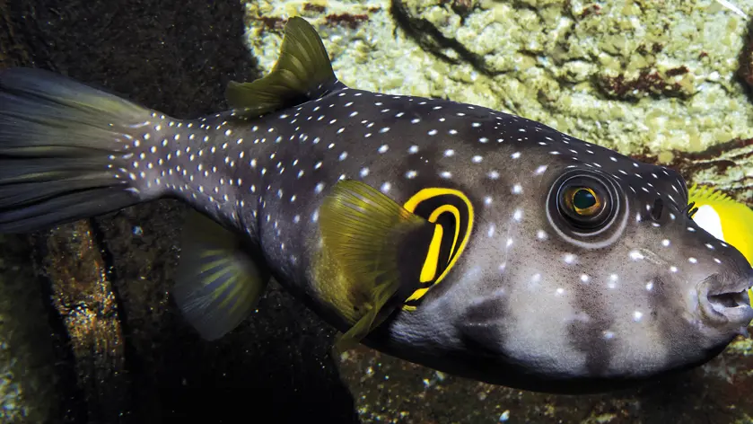 Grand Aquarium Saint Malo