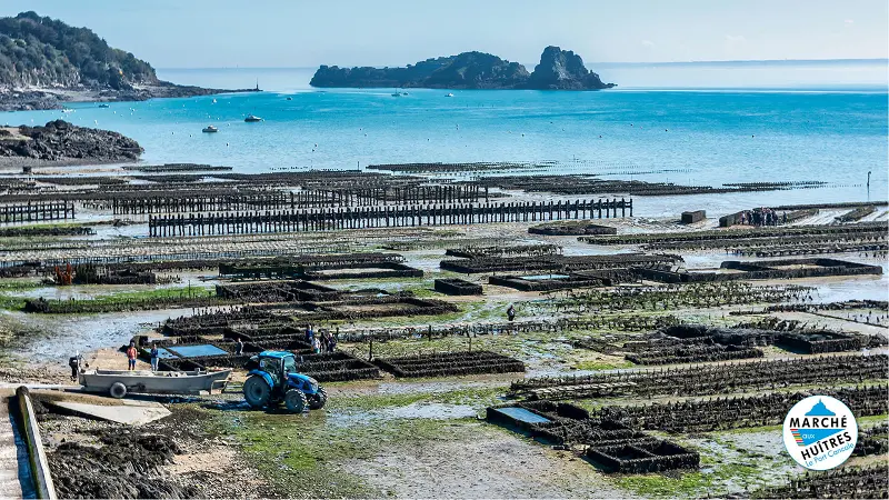 Marché - Marché aux huîtres - Cancale