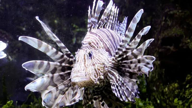 Grand Aquarium de Saint Malo