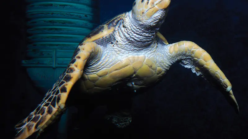 Grand Aquarium de Saint-Malo