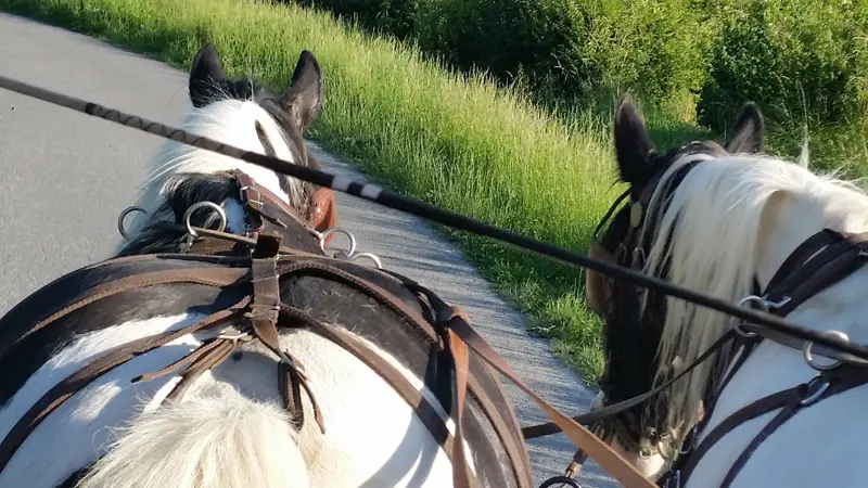 Activité sportive et culturelle - Les chevaux de l'Hippocampe - Mont-Dol