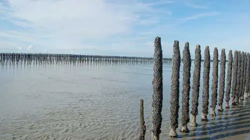 Les Bouchots à moules