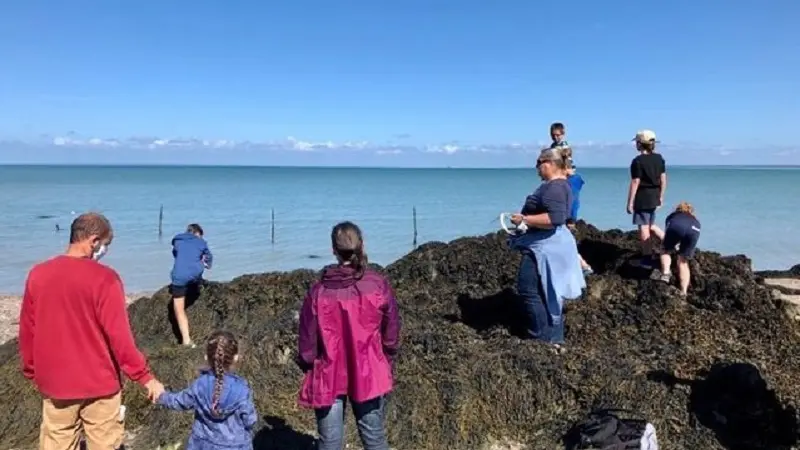 Loisirs-Balade autour des algues-Cancale